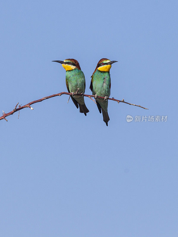 Two European Bee-eaters (Merops apiaster) on twig, Etosha_N.P., Namibia, Africa